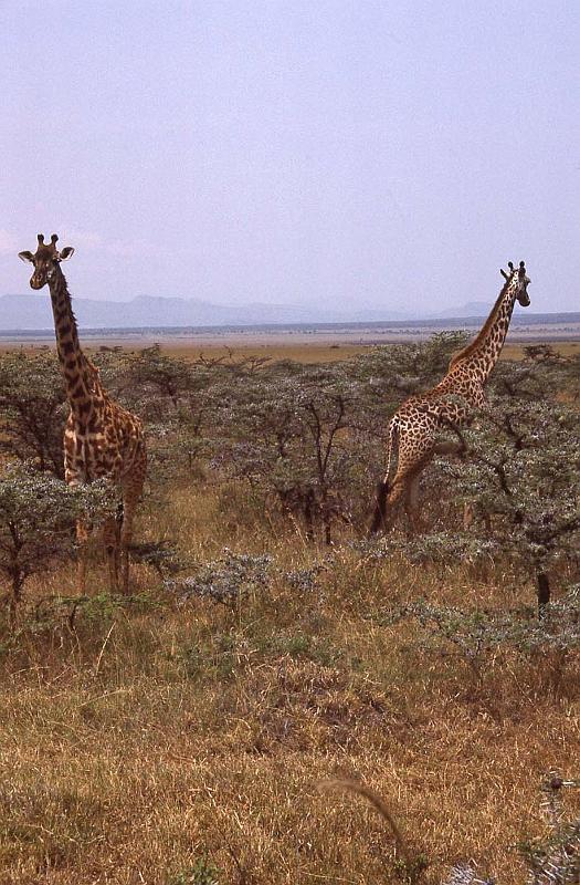 WT 1400 193-12 Kenya.jpg